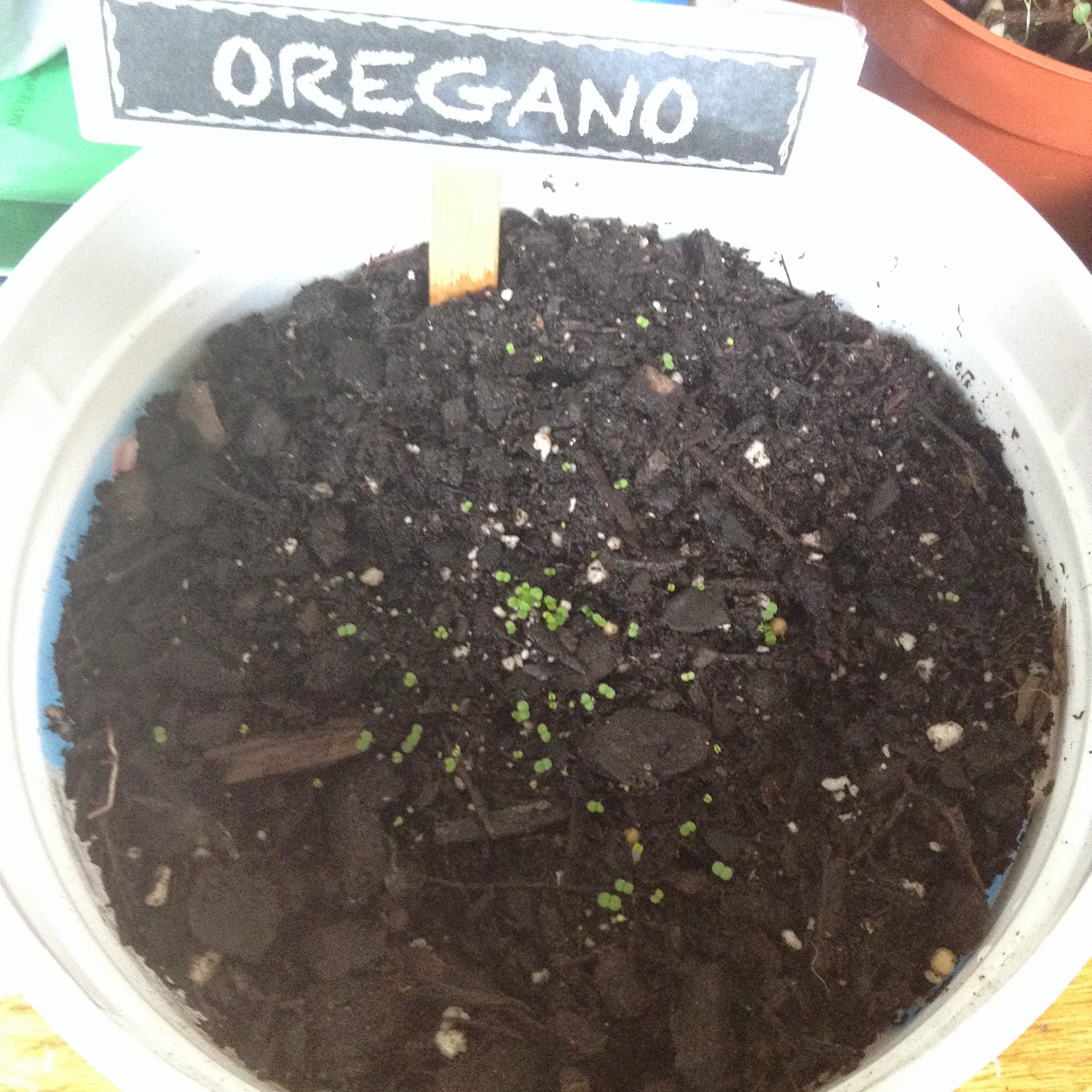 Raising Ducklings To Ducks | BackYard Chickens - Learn How to Raise